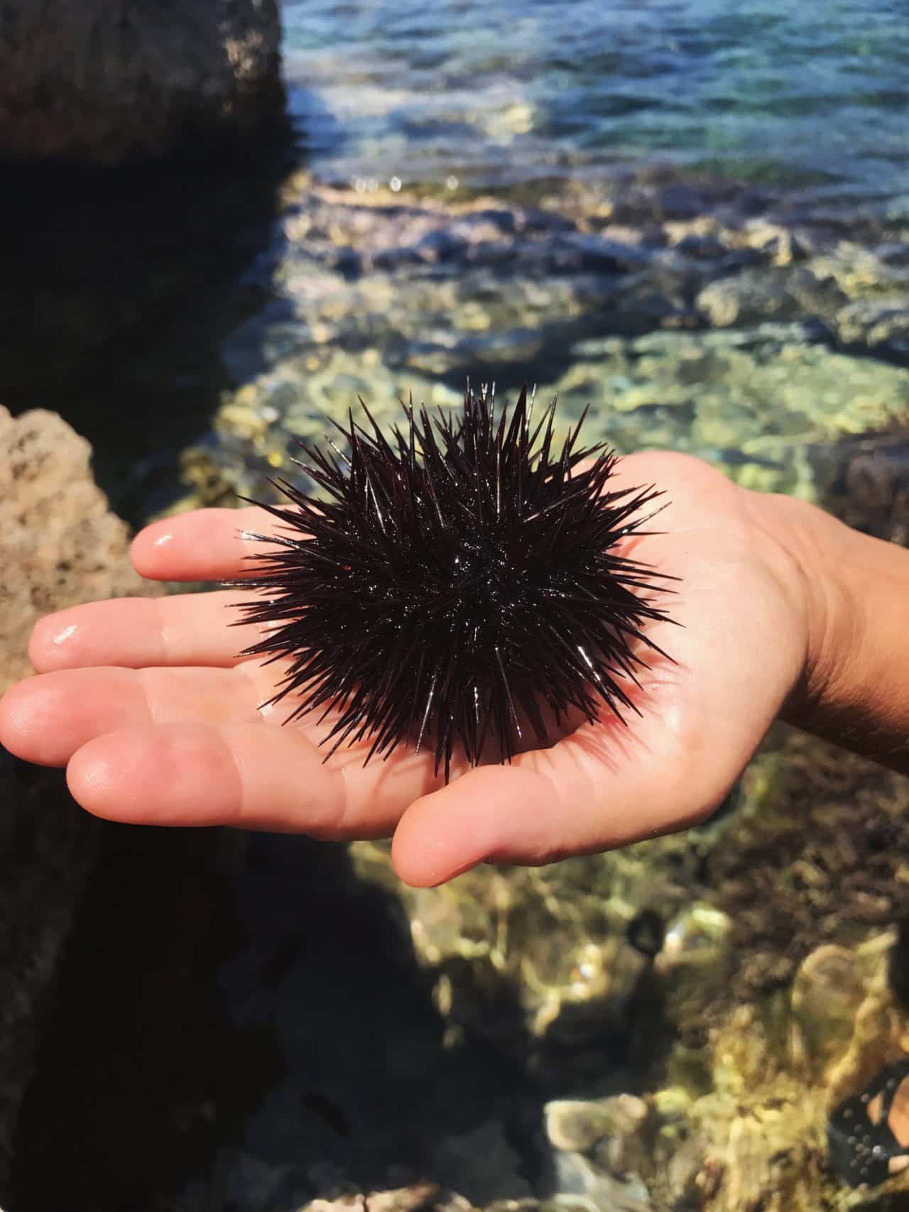 Hand Holding Live Sea Urchin