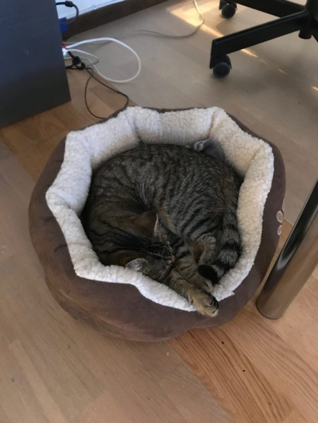 Cat Sleeping In A Cat Bed On The Floor
