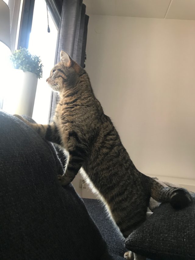 Domestic Cat Standing On Couch Looking Out Of Window