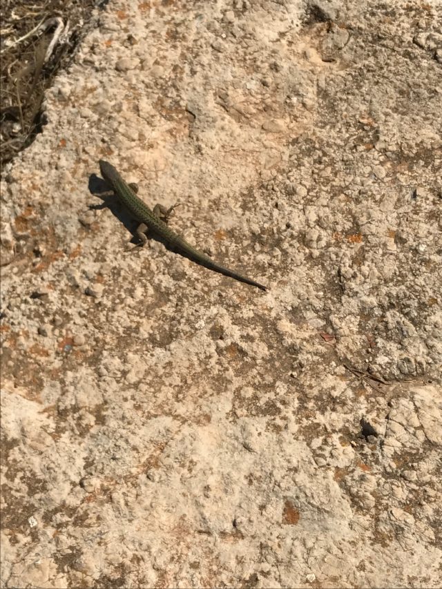 Wild Lizard Sunbathing In The Sun On The Rocky Ground