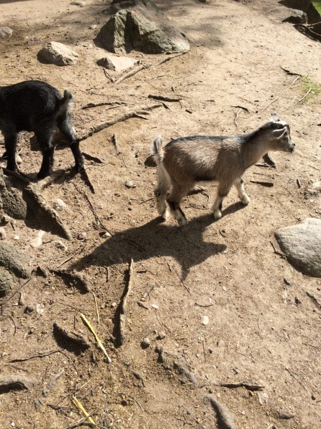 Goats At A Zoo In Scandinavia On A Sunny Summer Day