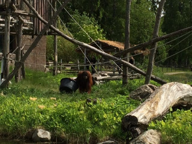 Orangutan In A Zoo In Sweden In The Summer Outdoors In The Green