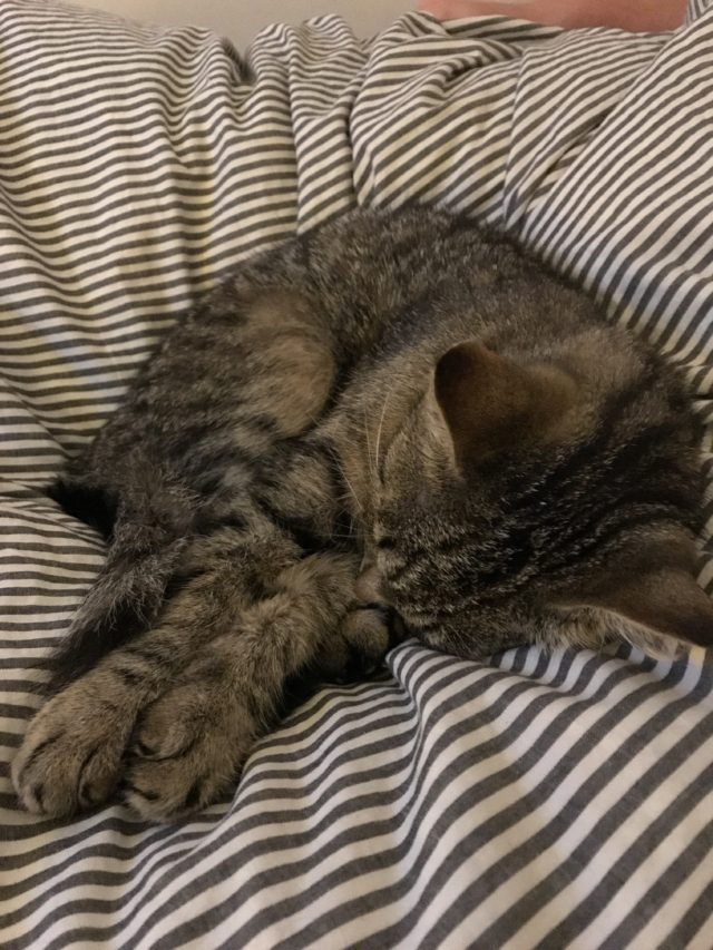 Bundled Up Cat Sleeping On Blanket