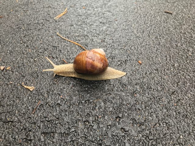 Snail On A Wet Asphalt Road With Conifers Around
