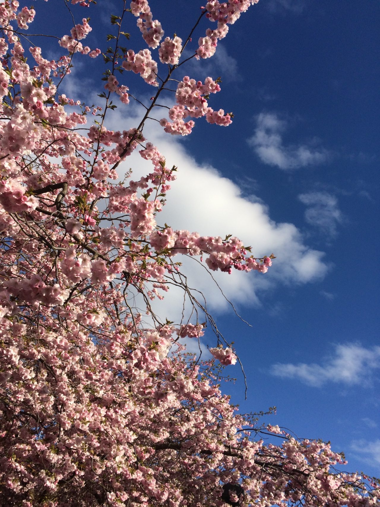 Blooming Trees With Blue Sky And Fluffy White Clouds In The Background