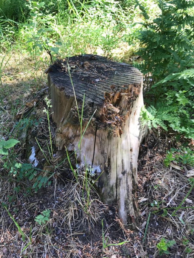 Cut Tree Stump In The Forest