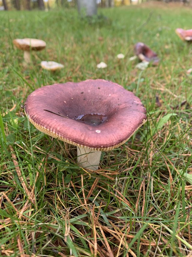 Mushrooms In Wet Grass In Fall