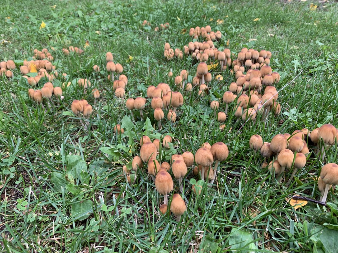 Small Brown Mushrooms In The Grass