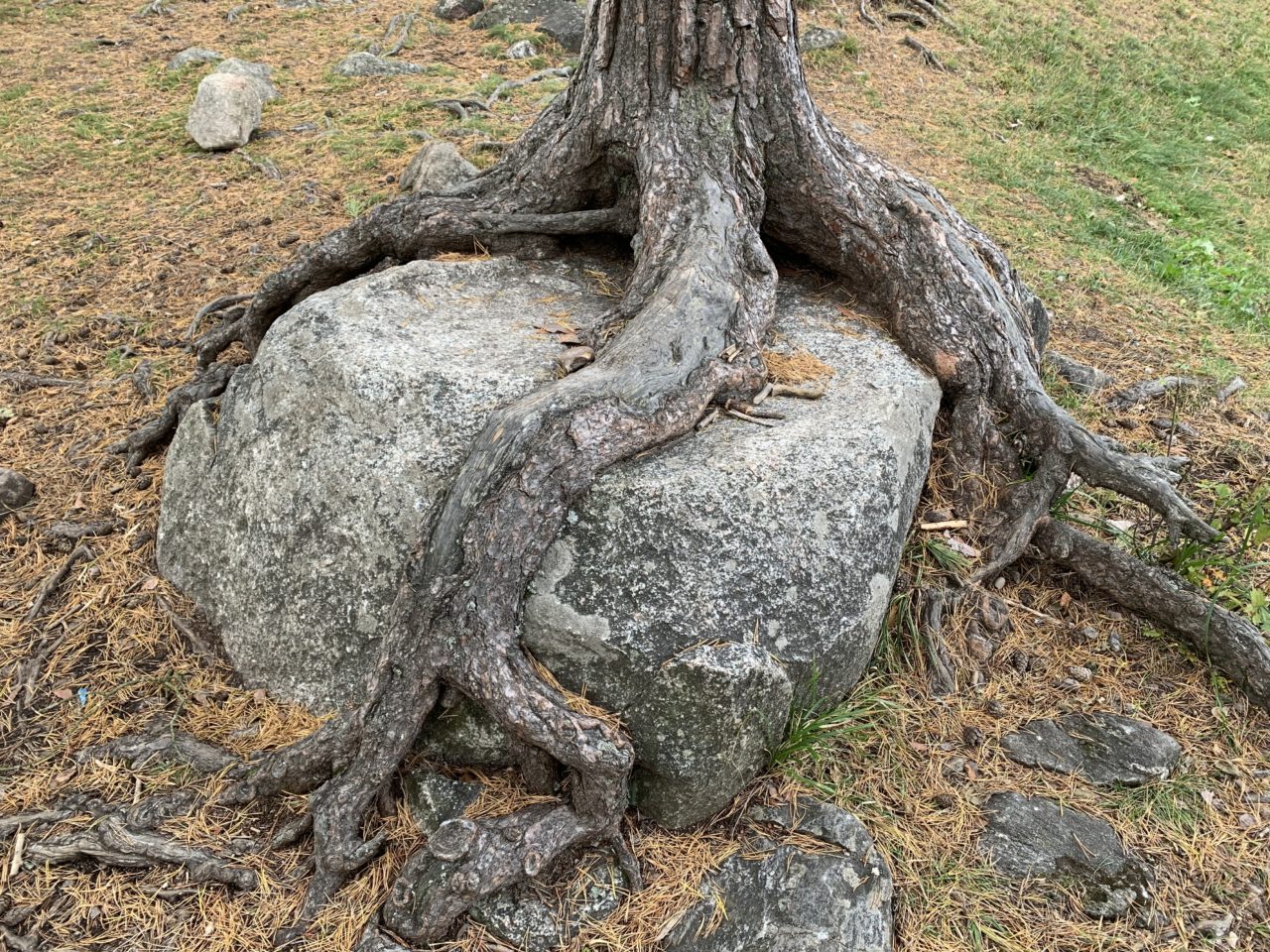Twisted Tree Roots Around A Big Rock