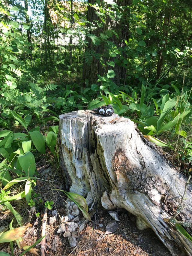 Tree Stump In The Forest With Googly Eyes