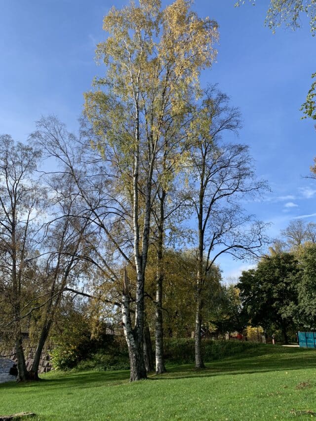 Birch Trees In Park In Spring With Green Grass Hill And Blue Sky
