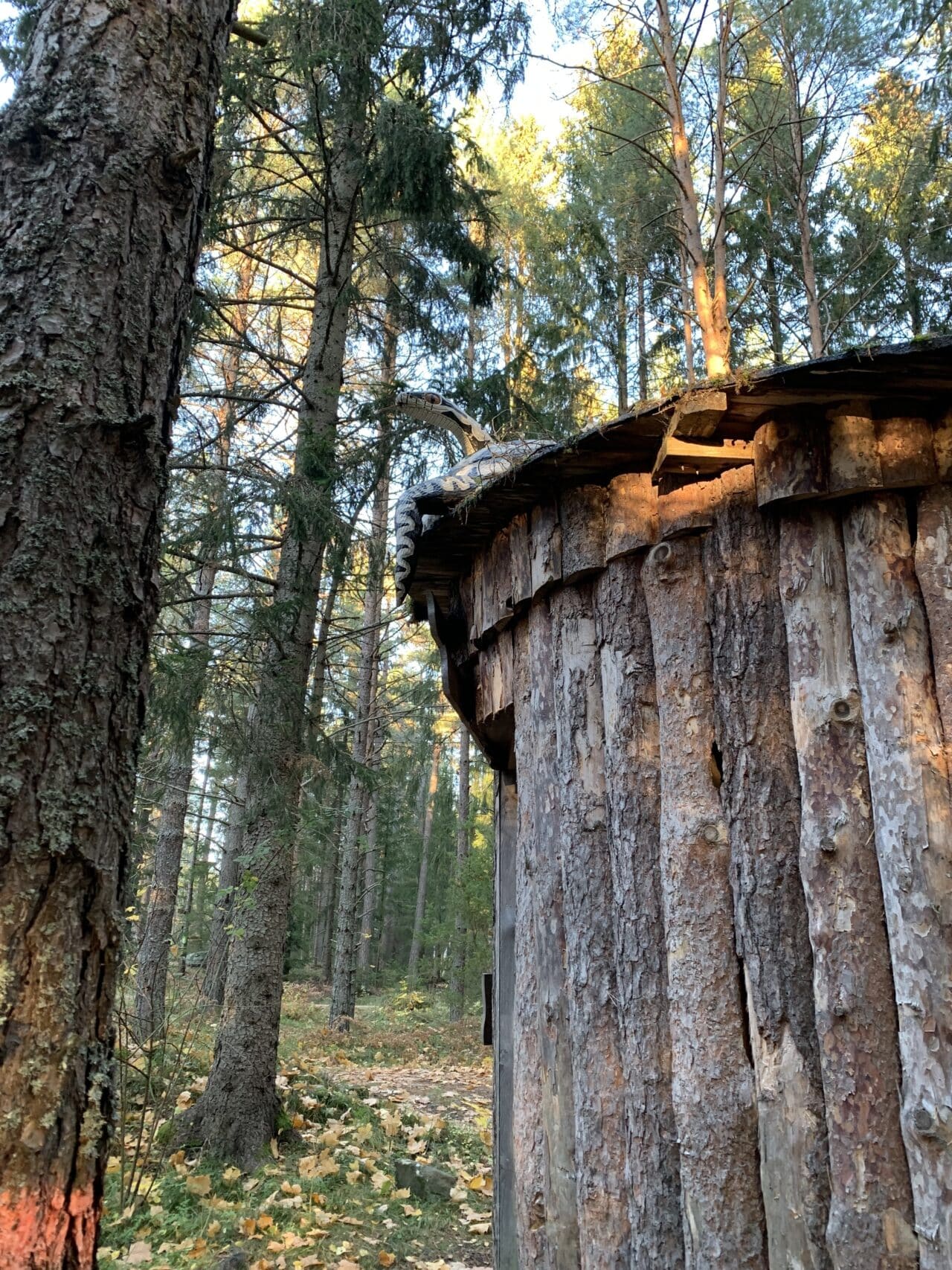Wooden Log Hut In A Pine Forest