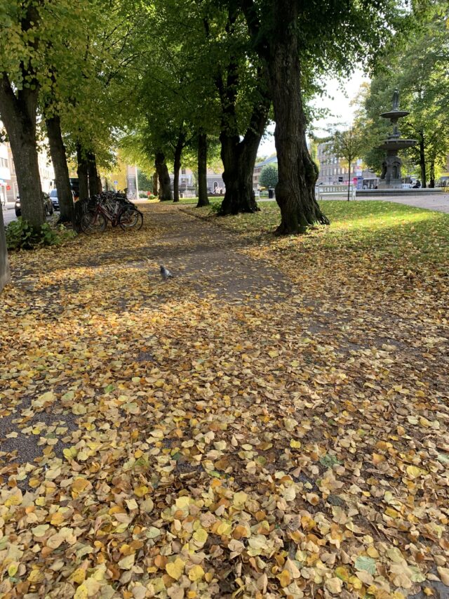 Gravel Path In Park Covered In Yellow Leaves