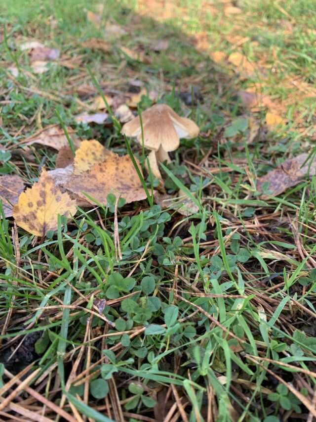 Brown Mushroom In Grass And Yellow Leaves