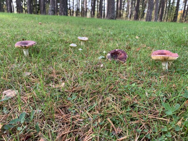 Red Mushrooms In Grass Slant With Pine Trees