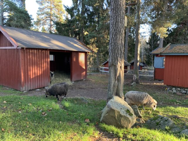 Sheep Roaming Free In Enclosure With Barns