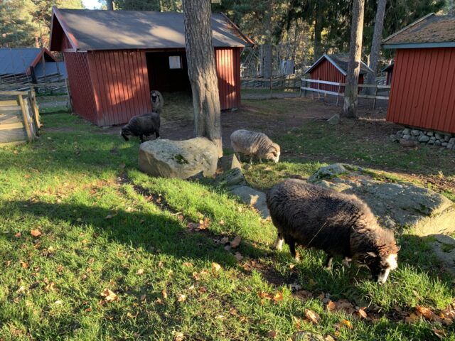 Sheep In Enclosure With Shelters At Mini Zoo