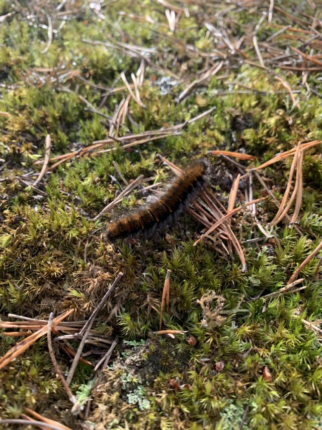 Furry Brown-Black Caterpillar In The Primeval Forest